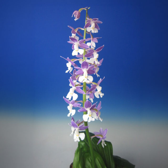 Orchid 1