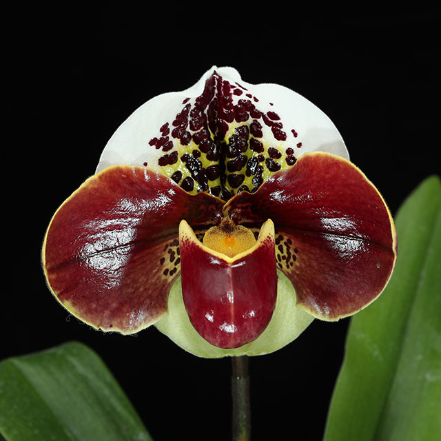 Orchid 2