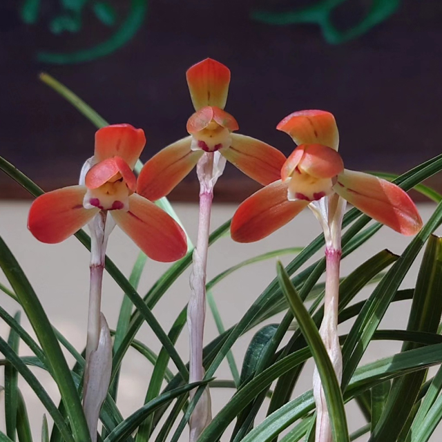 Orchid 3
