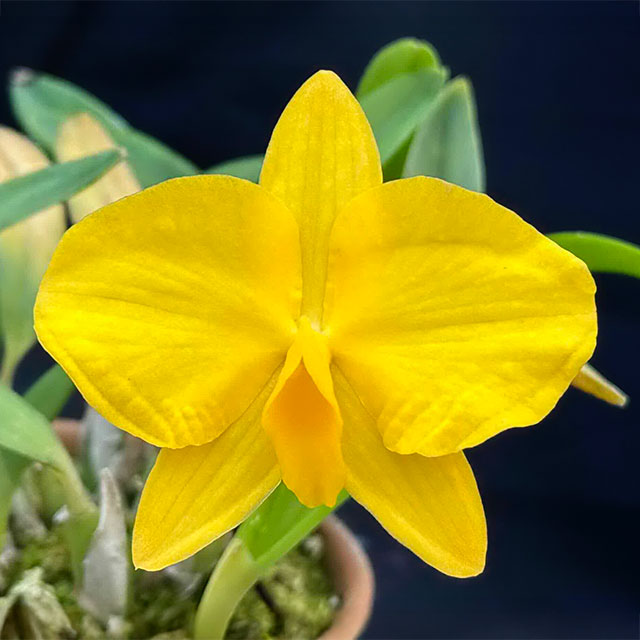 Orchid 4