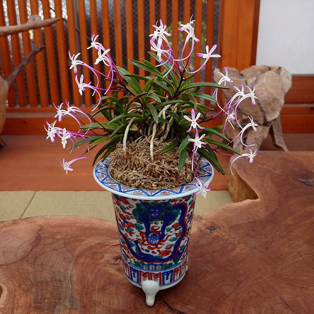 Orchid 5