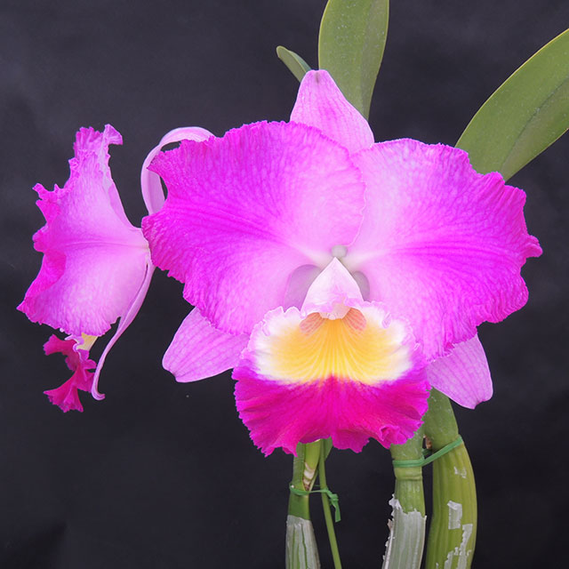 Orchid 6