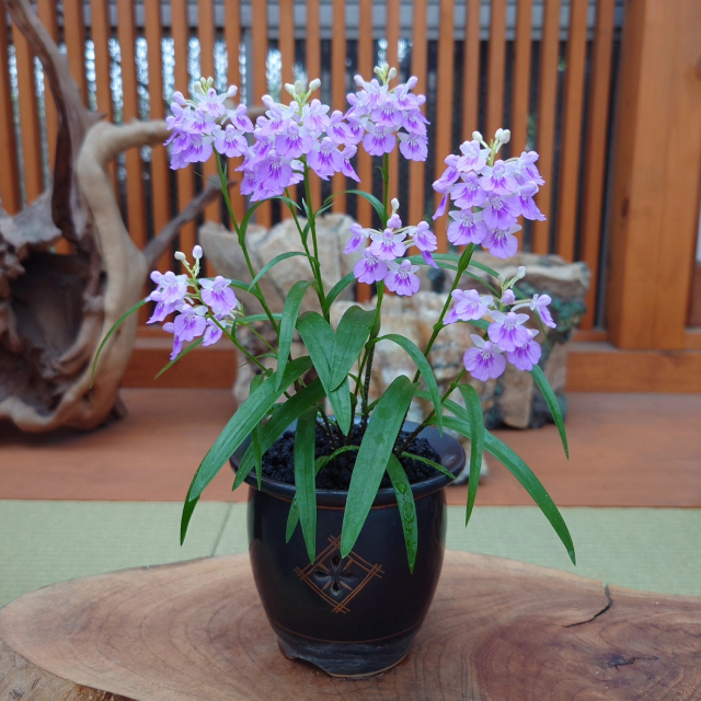 Orchid 7