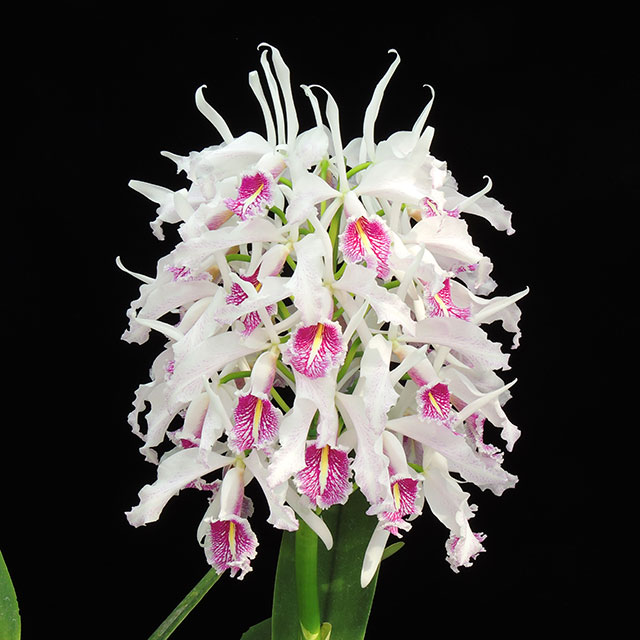 Orchid 8