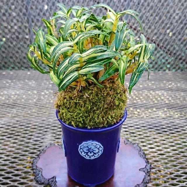 Orchid 9