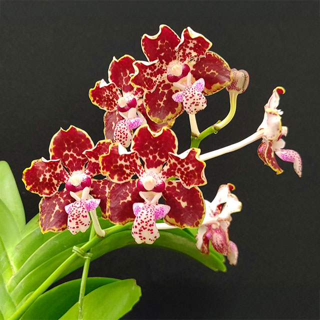 Orchid 10