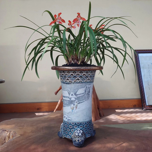 Orchid 11
