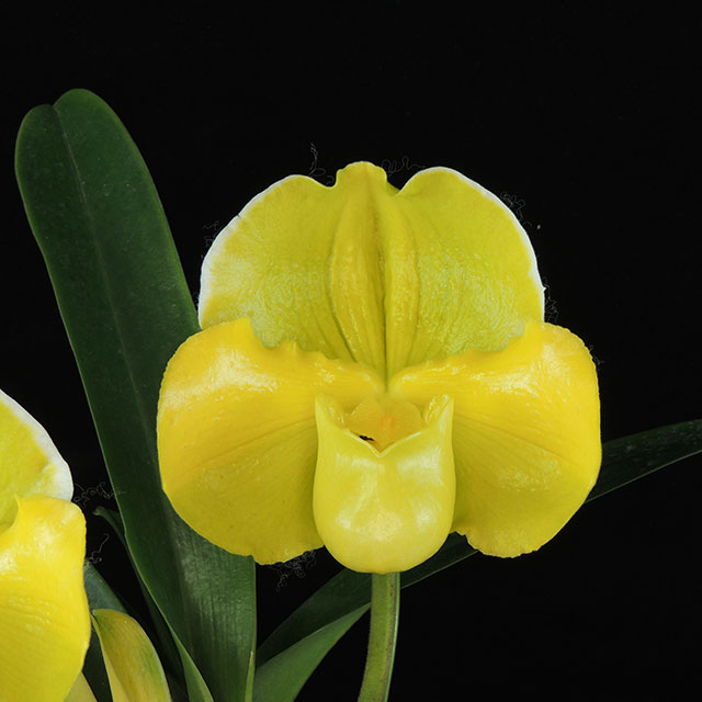 Orchid 12